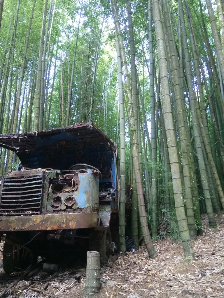 DSC_5228.JPG - 台中和平  長壽山登山步道  (中)