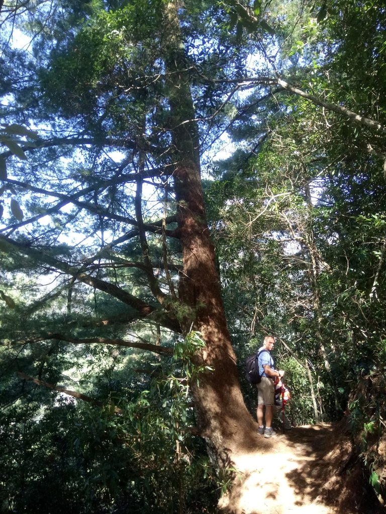 DSC_1721.JPG - 仁愛  惠蓀林場  巨松臺步道