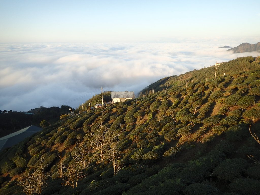 P1076400.JPG - 鹿谷  大崙山  觀霧亭之  暮光