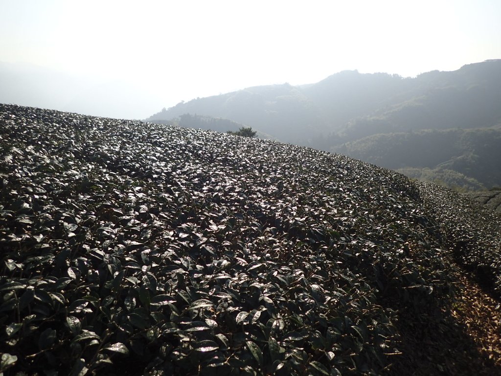 P1306597.JPG - 雲嘉連峰之  太平山  梨子腳山