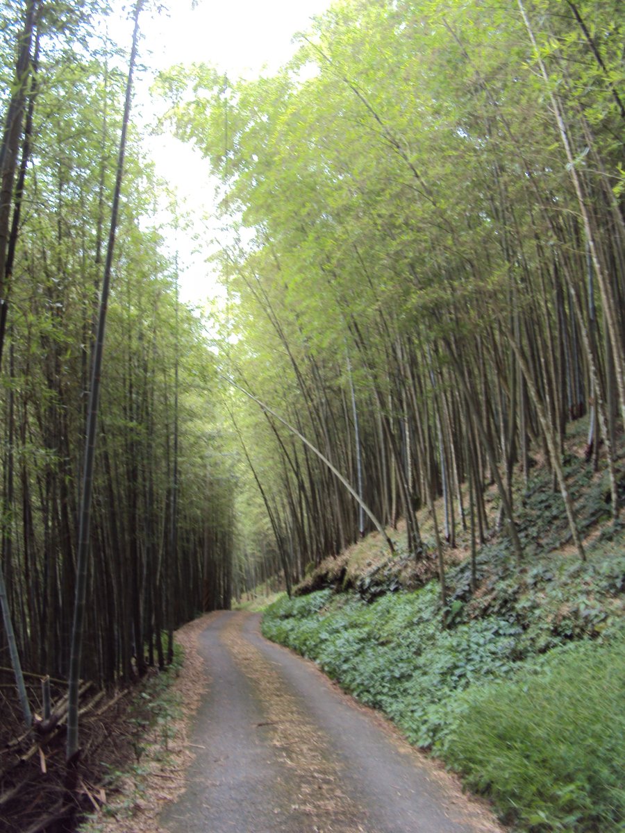 DSC08033.JPG - 竹山  大諳  孟宗竹蔭隧道