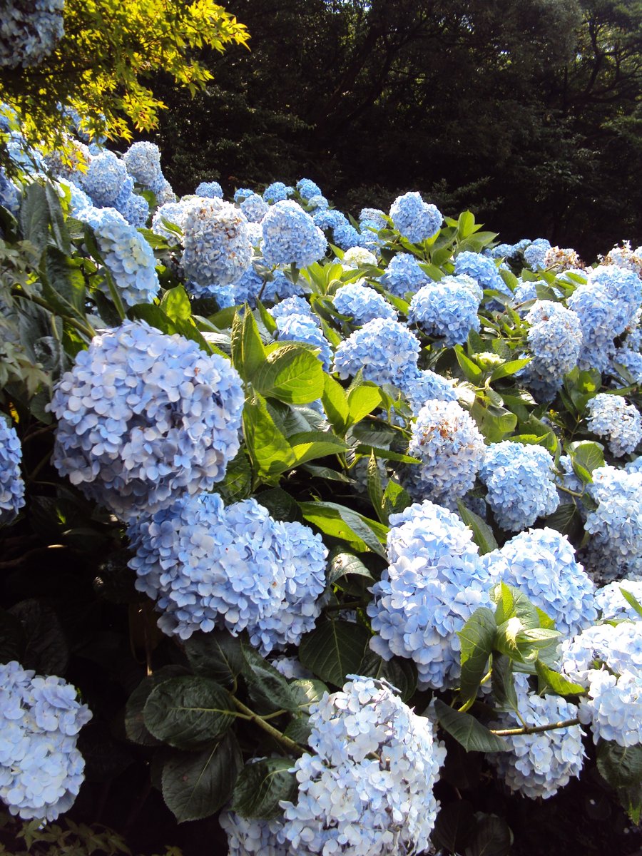 DSC08456.JPG - 水車寮  高家繡球花園