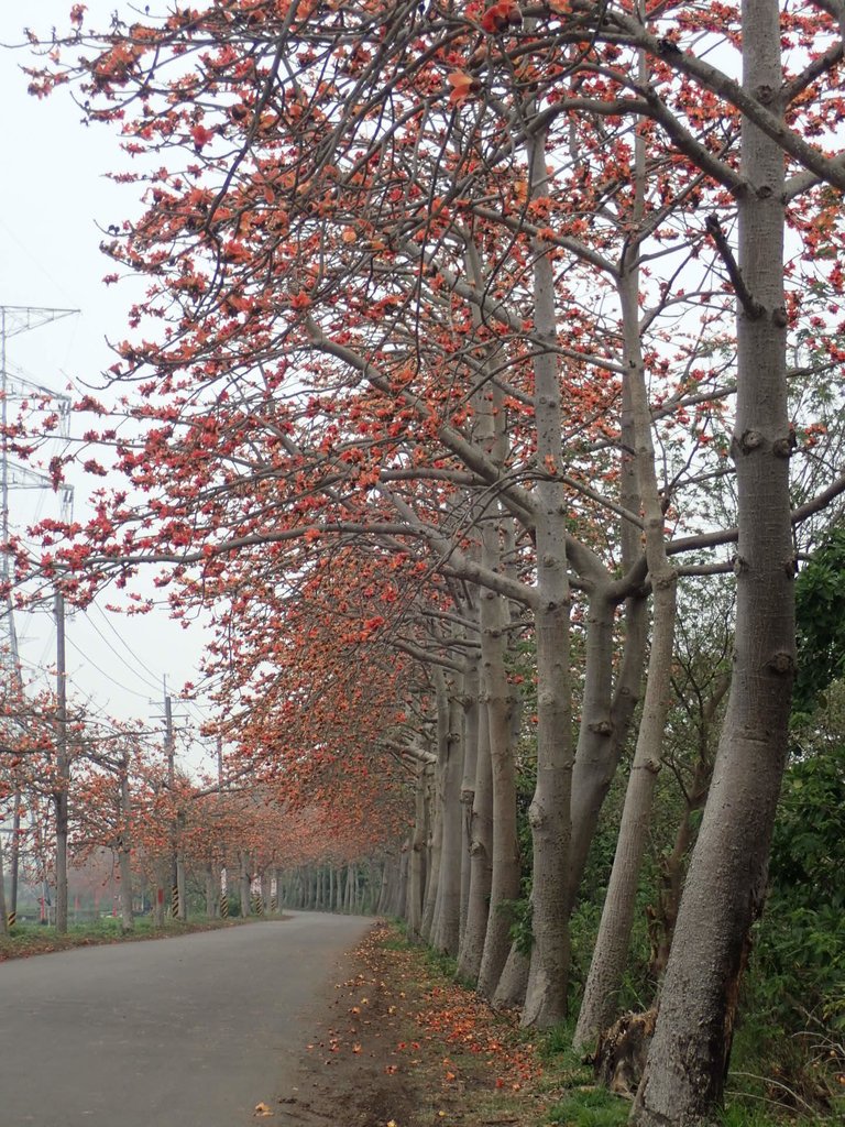 P3066365.JPG - 埤頭  東螺溪  木棉花