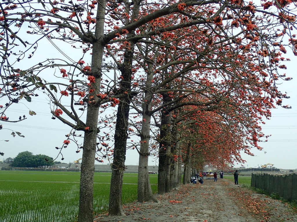 P3066504.JPG - 竹塘  田頭  木棉花道