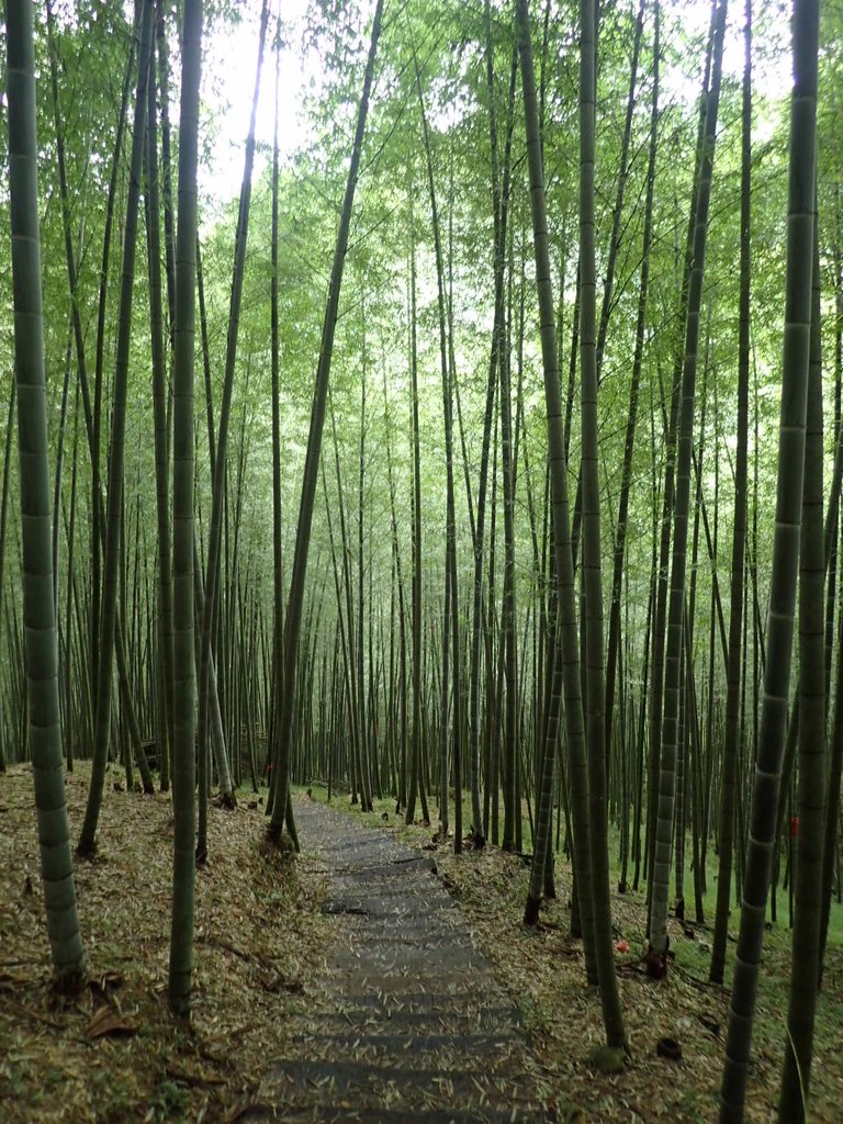 PA231686.JPG - 石壁山  嘉南雲峰步道