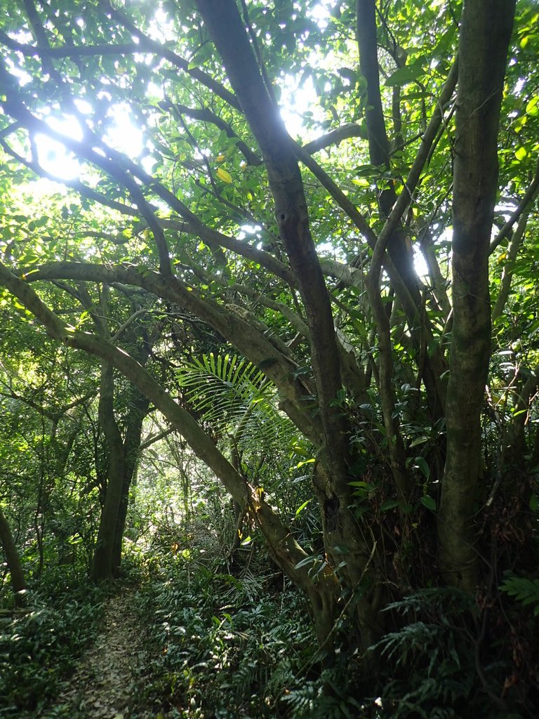 PB179519.JPG - 基隆  球子山(火號山)步道