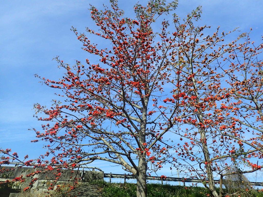 P3036238.JPG - 清水  大田產要道路  木棉花