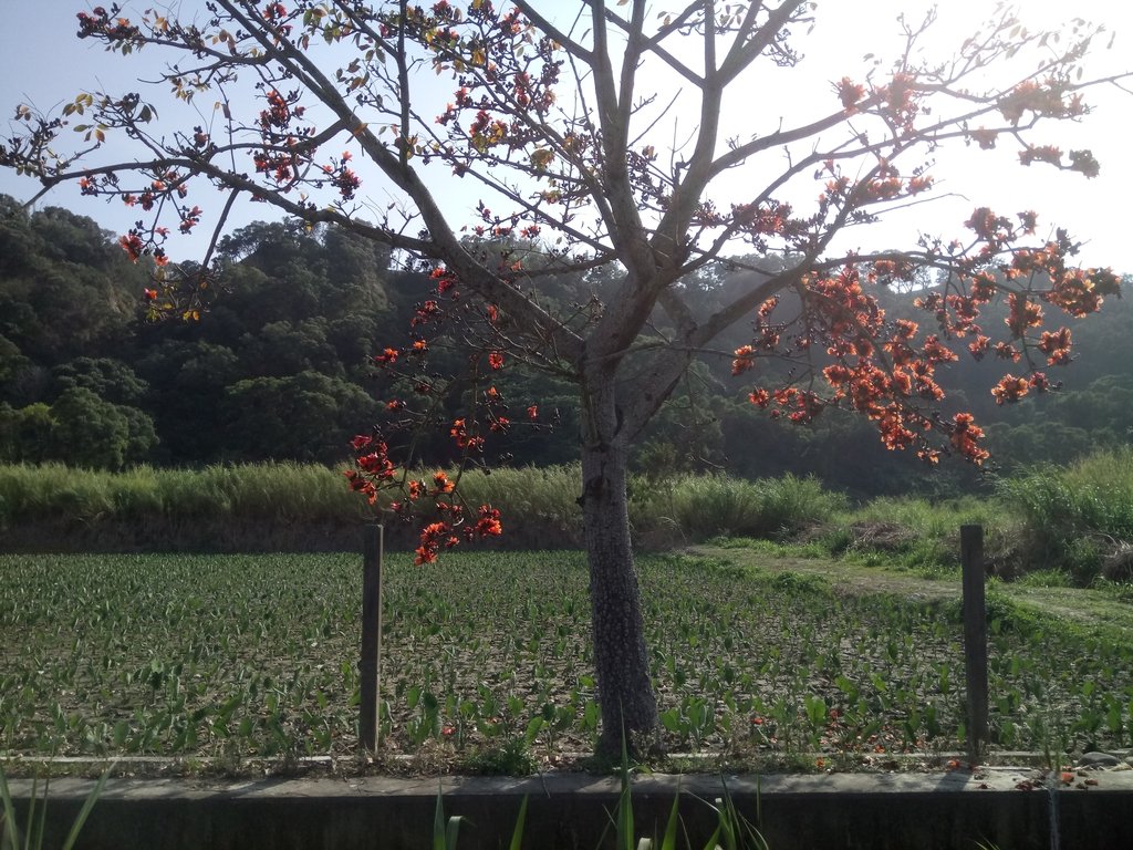 DSC_7866.JPG - 清水  大田產要道路  木棉花