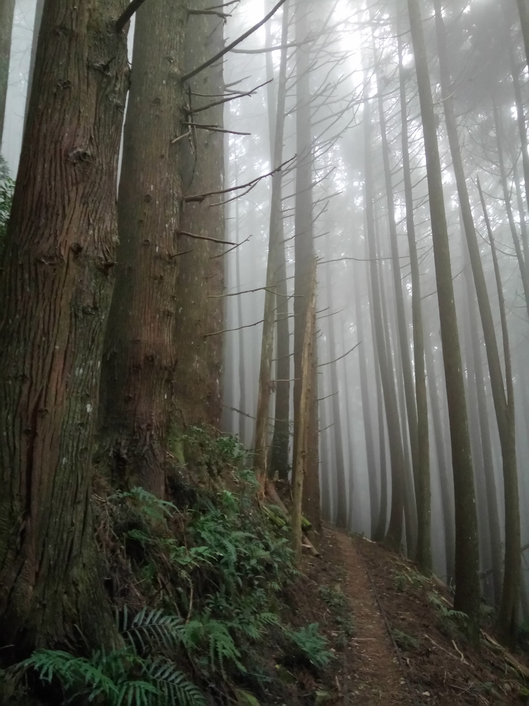 DSC_3774.JPG - 南庄  加里山  森林鐵道