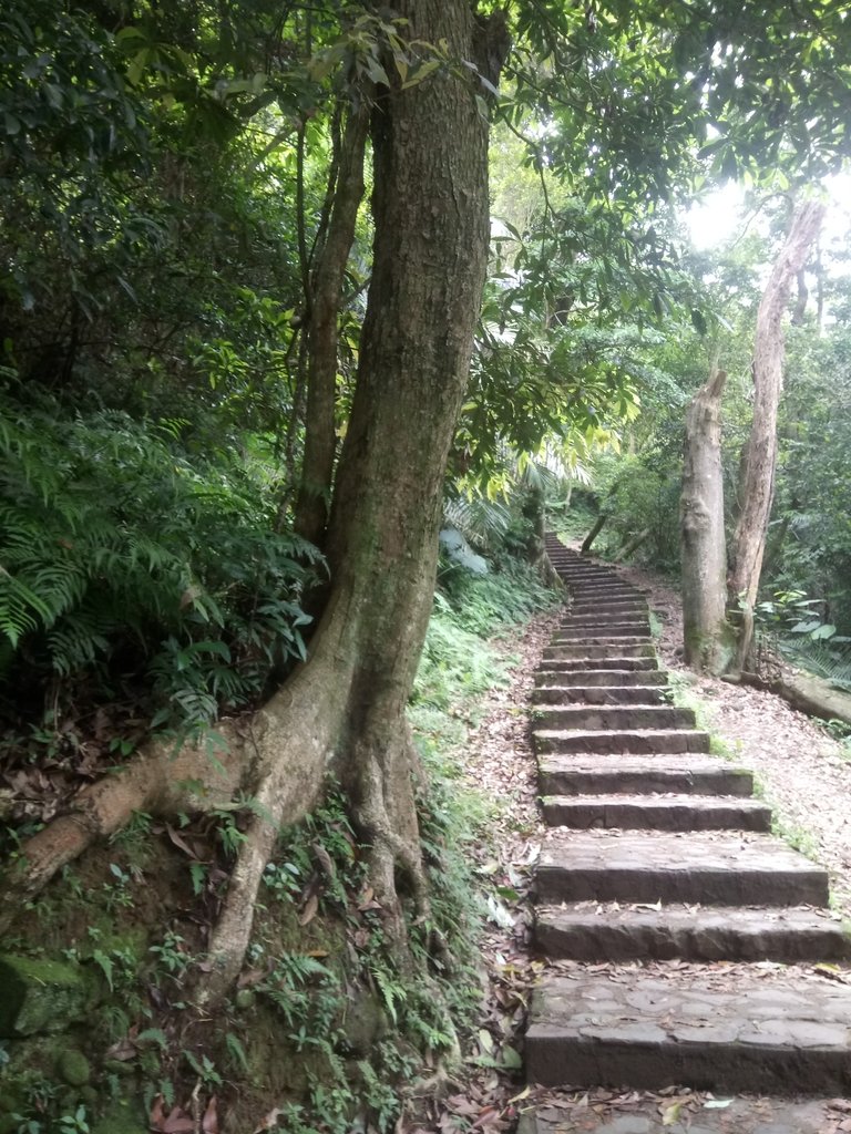 DSC_5863.JPG - 芎林  飛鳳山  (中坑山)