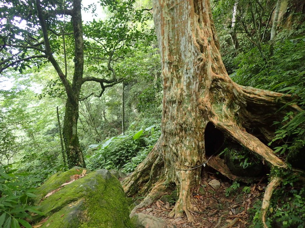 P9108397.JPG - 新竹  五指山登山步道