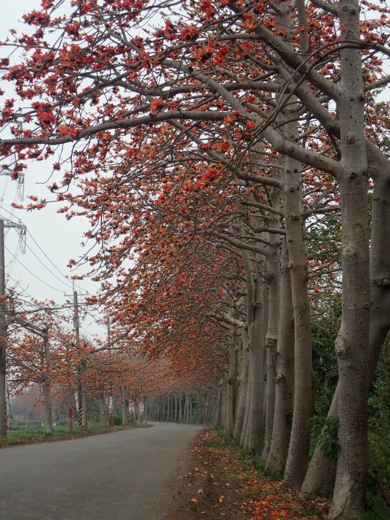 P3066370.JPG - 埤頭  東螺溪  木棉花