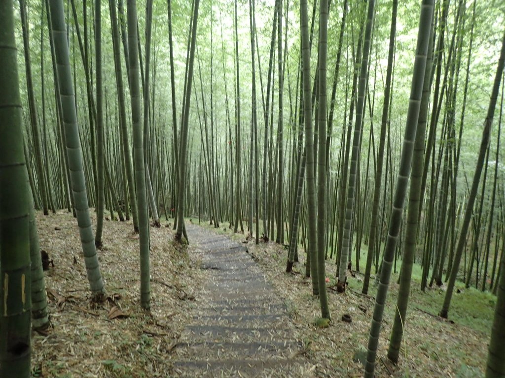 PA231689.JPG - 石壁山  嘉南雲峰步道