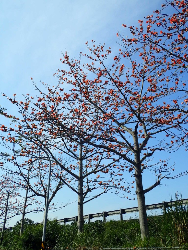 P3036244.JPG - 清水  大田產要道路  木棉花