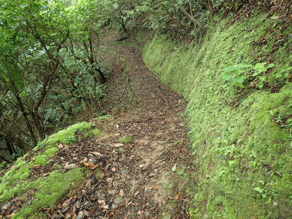 P8317594.JPG - 瑞芳  雞籠山登山步道