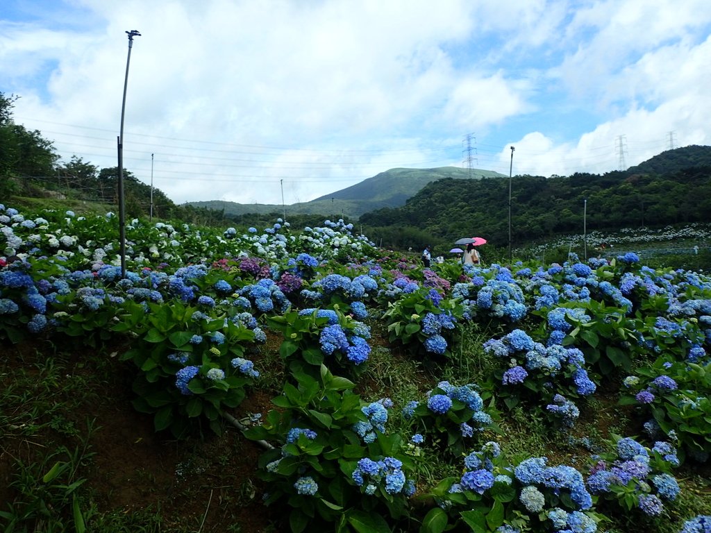 P5303946.JPG - 萬里  高家繡球花田