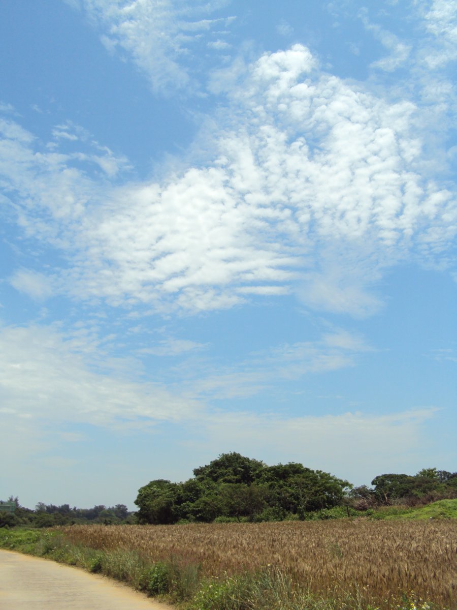 DSC06770.JPG - 水頭村外  麥田風光