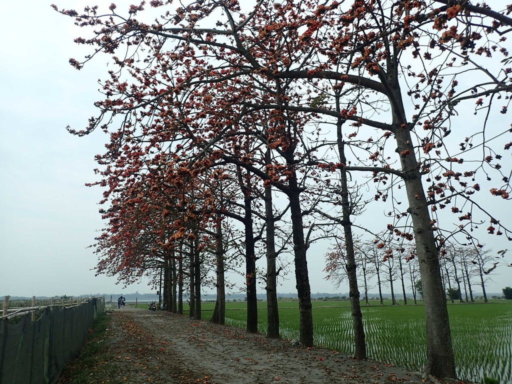 P3066509.JPG - 竹塘  田頭  木棉花道