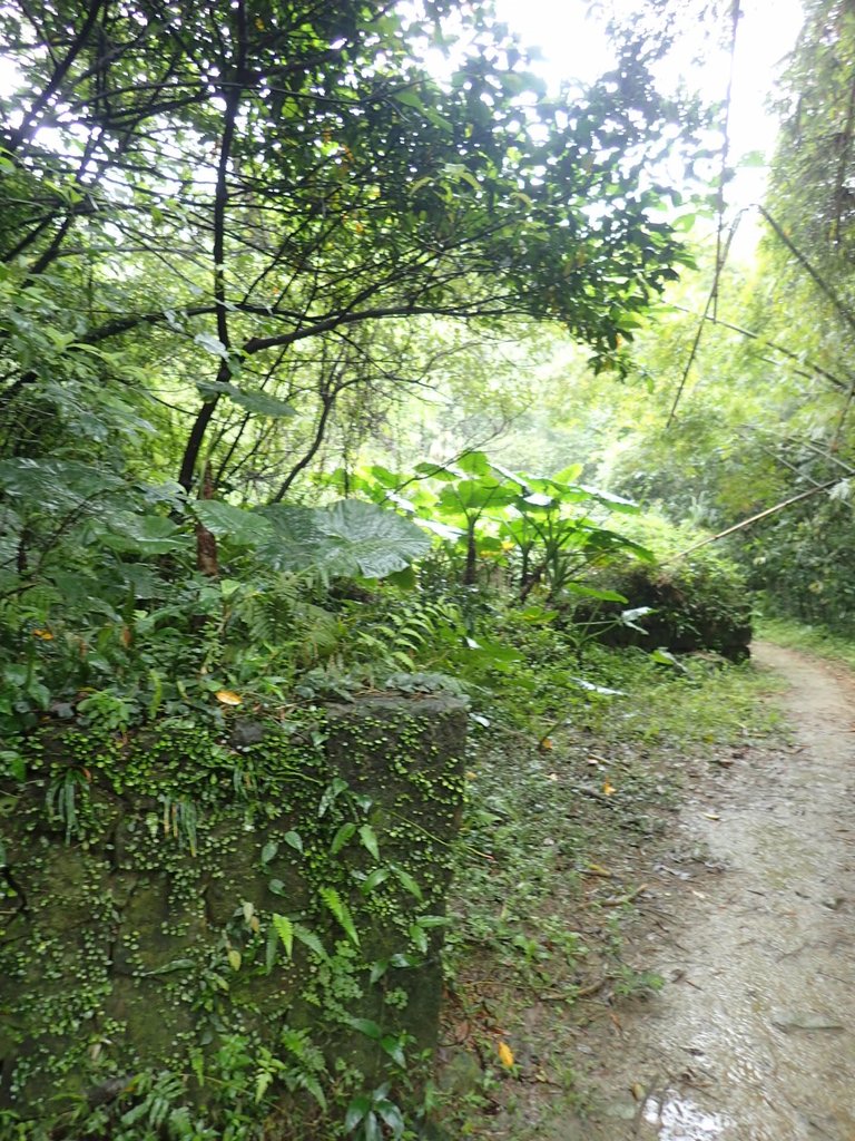 P4051083.JPG - 深坑  炮子崙登山步道