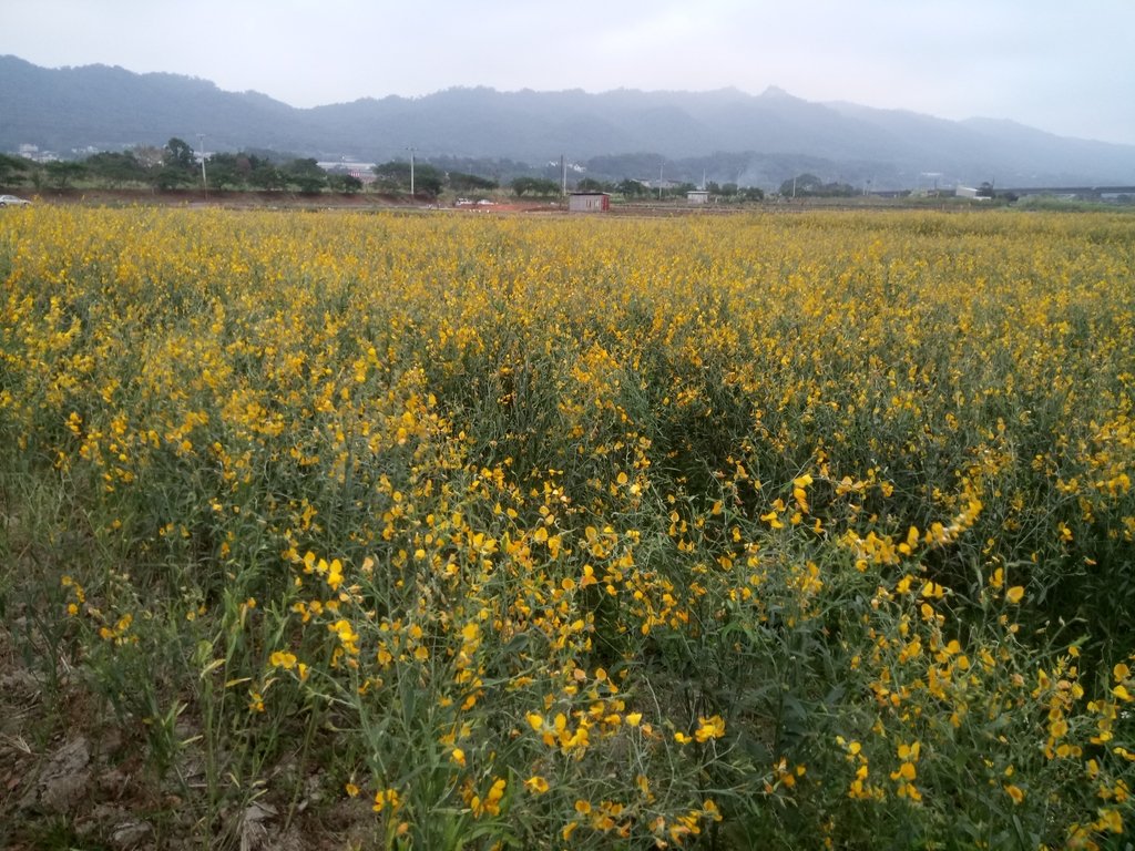 DSC_4868.JPG - 銅鑼  九湖村  太陽麻花田