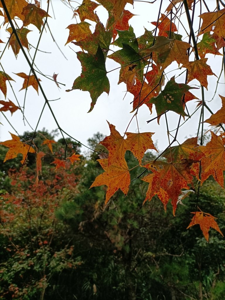 IMG20201215122118.jpg - 東眼山  東滿步道