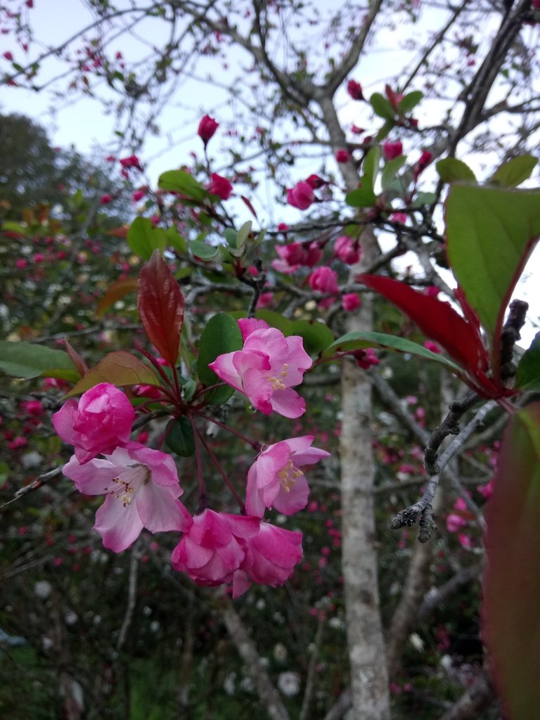 DSC_1630.JPG - 阿里山  沼平公園  賞櫻