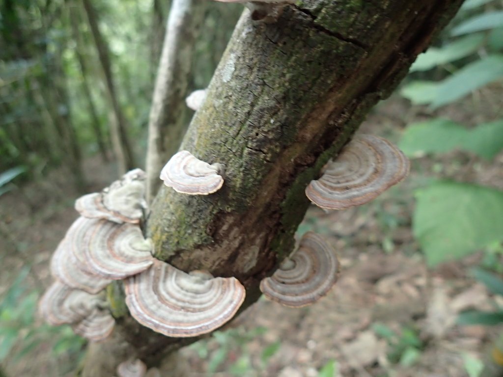 P3160045.JPG - 汐止  柯子林山  如意湖