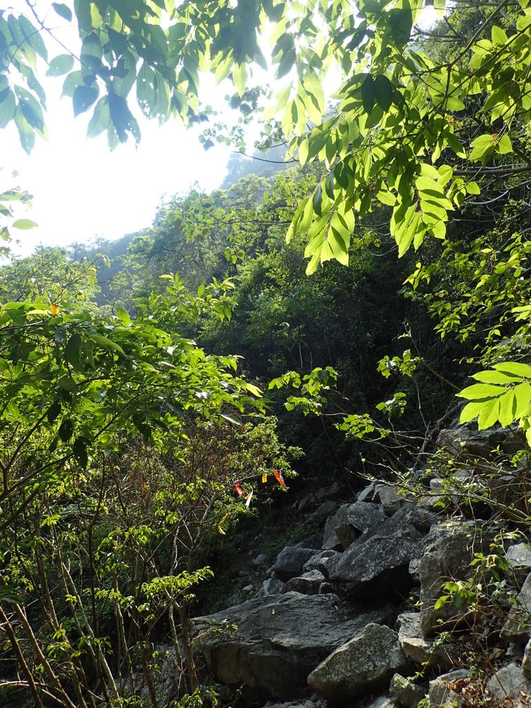 P3167358.JPG - 谷關七雄之  屋我尾山