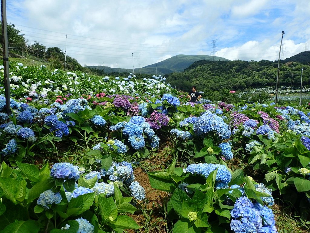 P5303949.JPG - 萬里  高家繡球花田