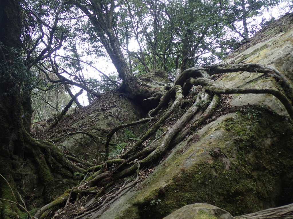 P2034922.JPG - 南庄  加里山