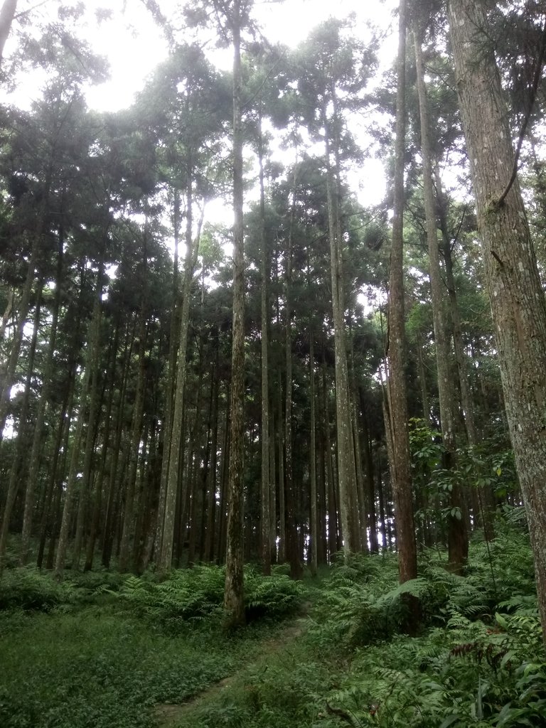 DSC_2877.JPG - 南庄  向天湖山  光天高山