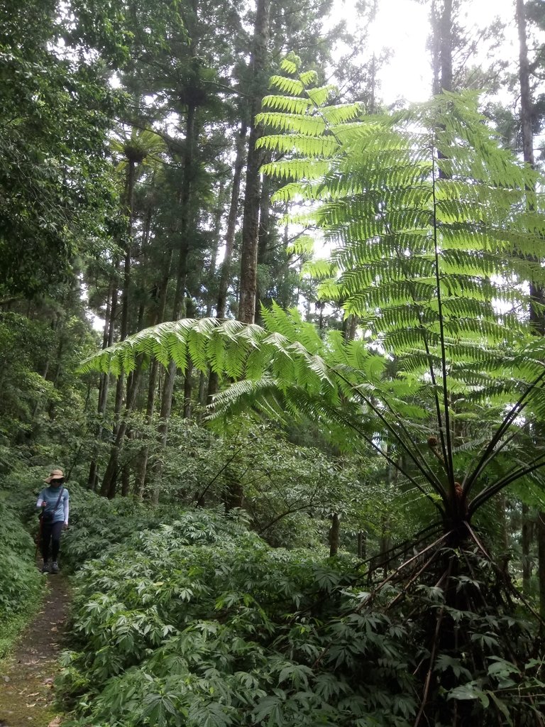 DSC_6808.JPG - 烏來  內洞林道  初探