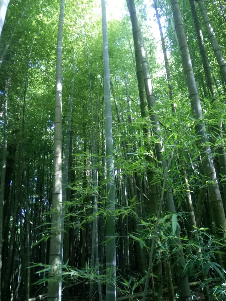 DSC_5210.JPG - 台中和平  長壽山登山步道  (中)