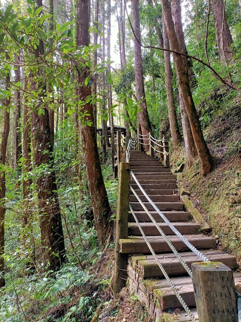 IMG20210205120831.jpg - 竹山  杉林溪森林遊樂園  路過